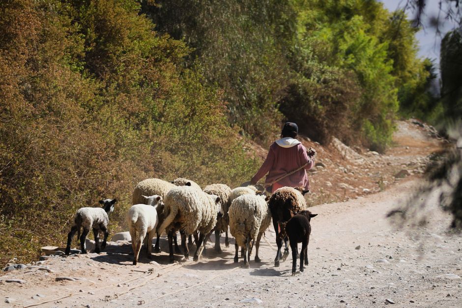 A shepherd leading a flock of sheep along a dusty, uneven road shaded by lush green foliage on both sides. The shepherd, wearing a brown jacket and a dark hat, holds a wooden staff and guides the shee
